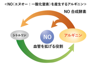 勃起に必要な一酸化窒素を構成するアルギニンとシトルリンの関係